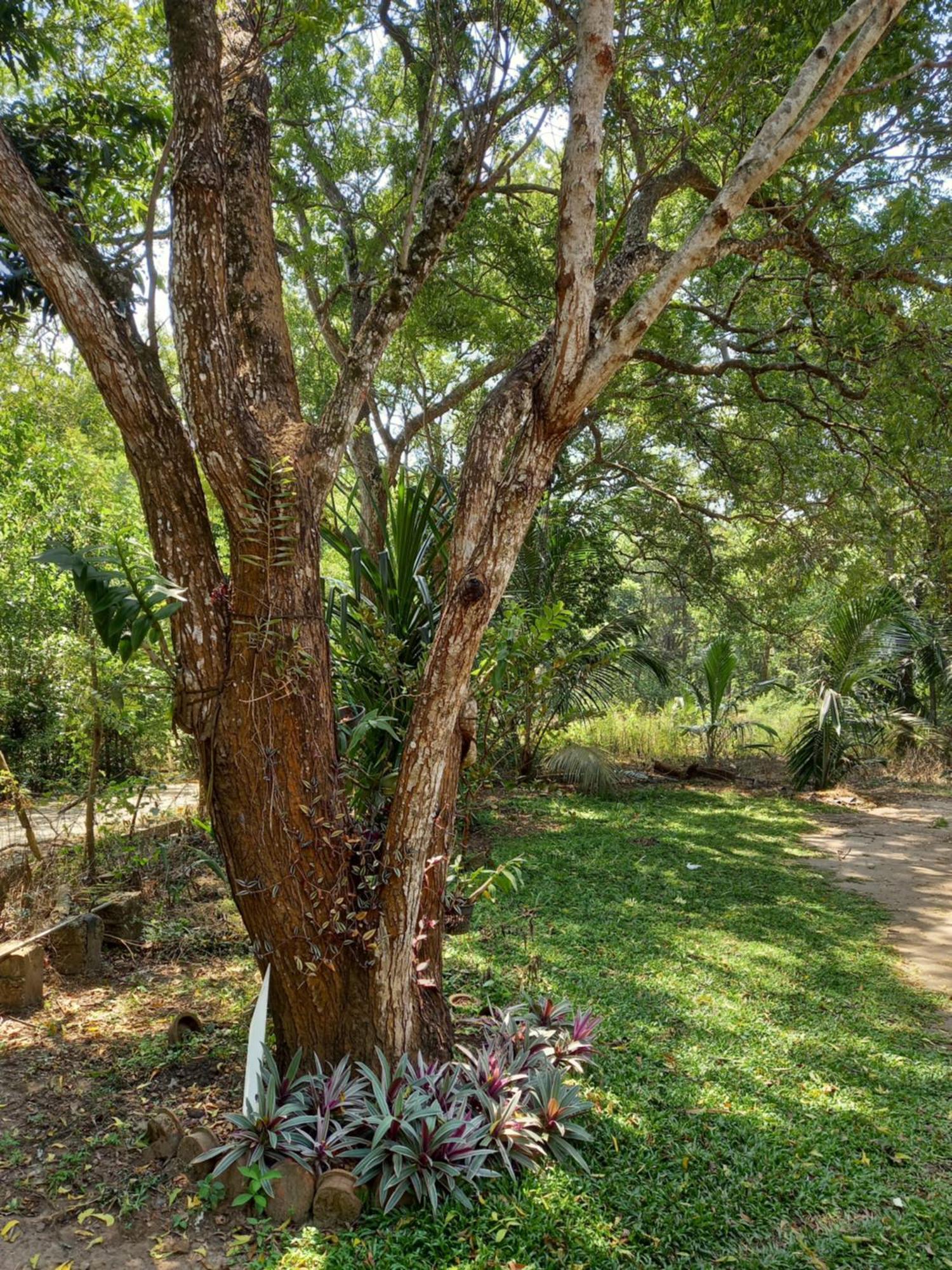 Silent Peacock Villa And Peacock Cafe Tangalle Ngoại thất bức ảnh